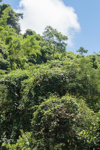 Details eines Teils des Atlantischen Regenwaldes in der Stadt Rio de Janeiro