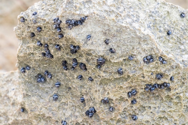 Details von Hunderten von kleinen dunkelblauen Meeresschnecken, die an einem Felsen in der Gegend von Limestone Bay befestigt sind