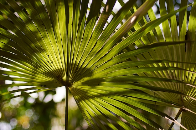 Details zu Palmblättern