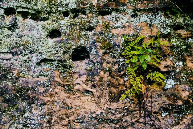 Detalhe a textura da parede de pedra com samambaias e líquenes