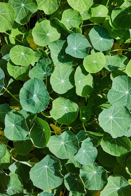 Detalhe a textura das folhas verdes de cima