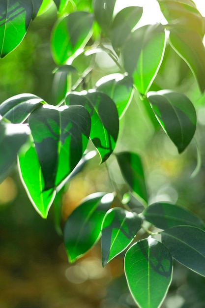 Detalhe aproximado das folhas verdes de uma árvore