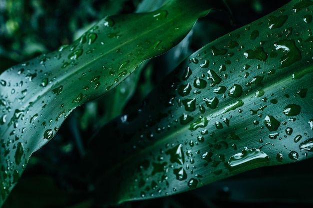 Detalhe aproximado de uma folha de planta verde com pingos de chuva Fundo natural de verão tropical