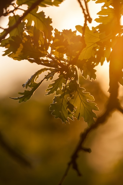 Detalhe bonito e harmonioso da floresta de carvalho com luz do sol