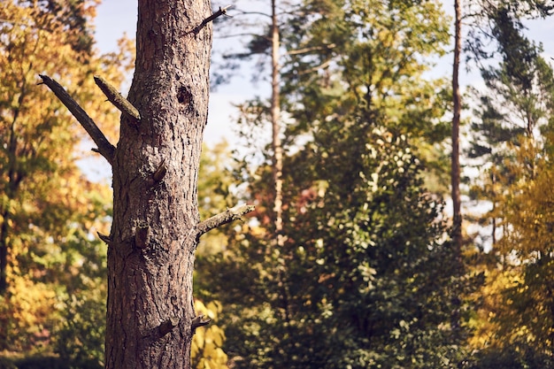 Detalhe da árvore de outono