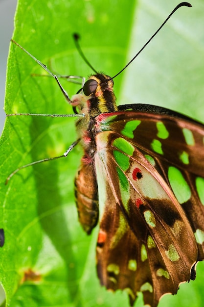 Detalhe da borboleta marrom deslumbrante com manchas verdes