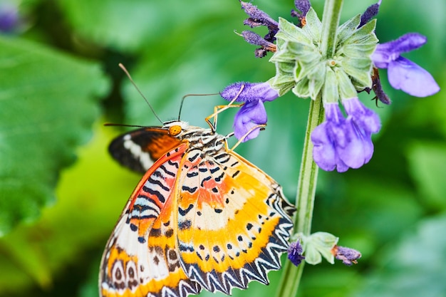 Detalhe da borboleta Red Lacewing alimentando-se de flores roxas