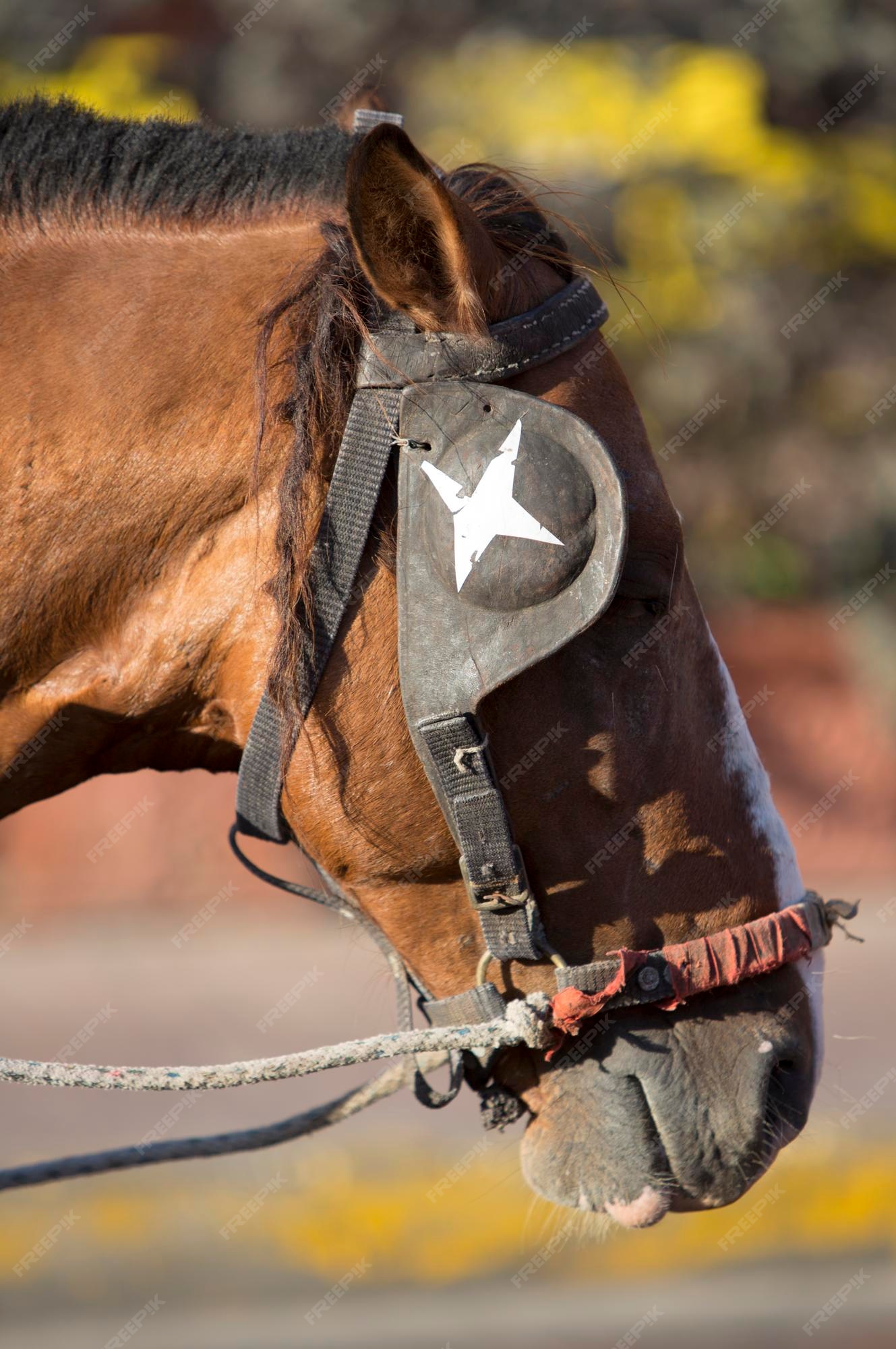 Foto de Frente Da Cabeça De Cavalo e mais fotos de stock de Cavalo