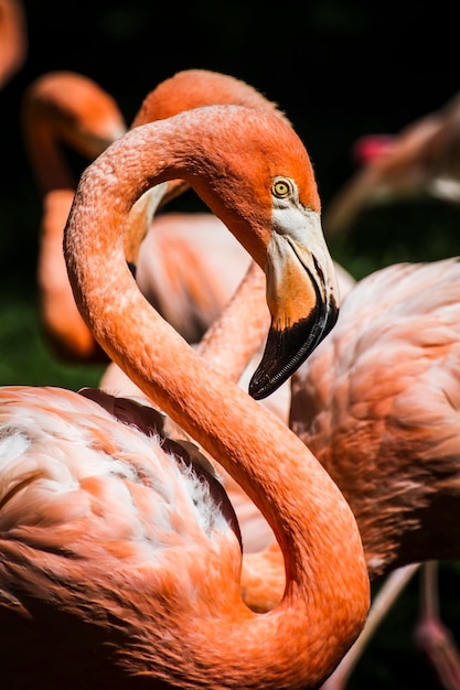 detalhe da cabeça de flamingo com pescoço comprido