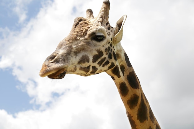 Detalhe da cabeça de uma girafa