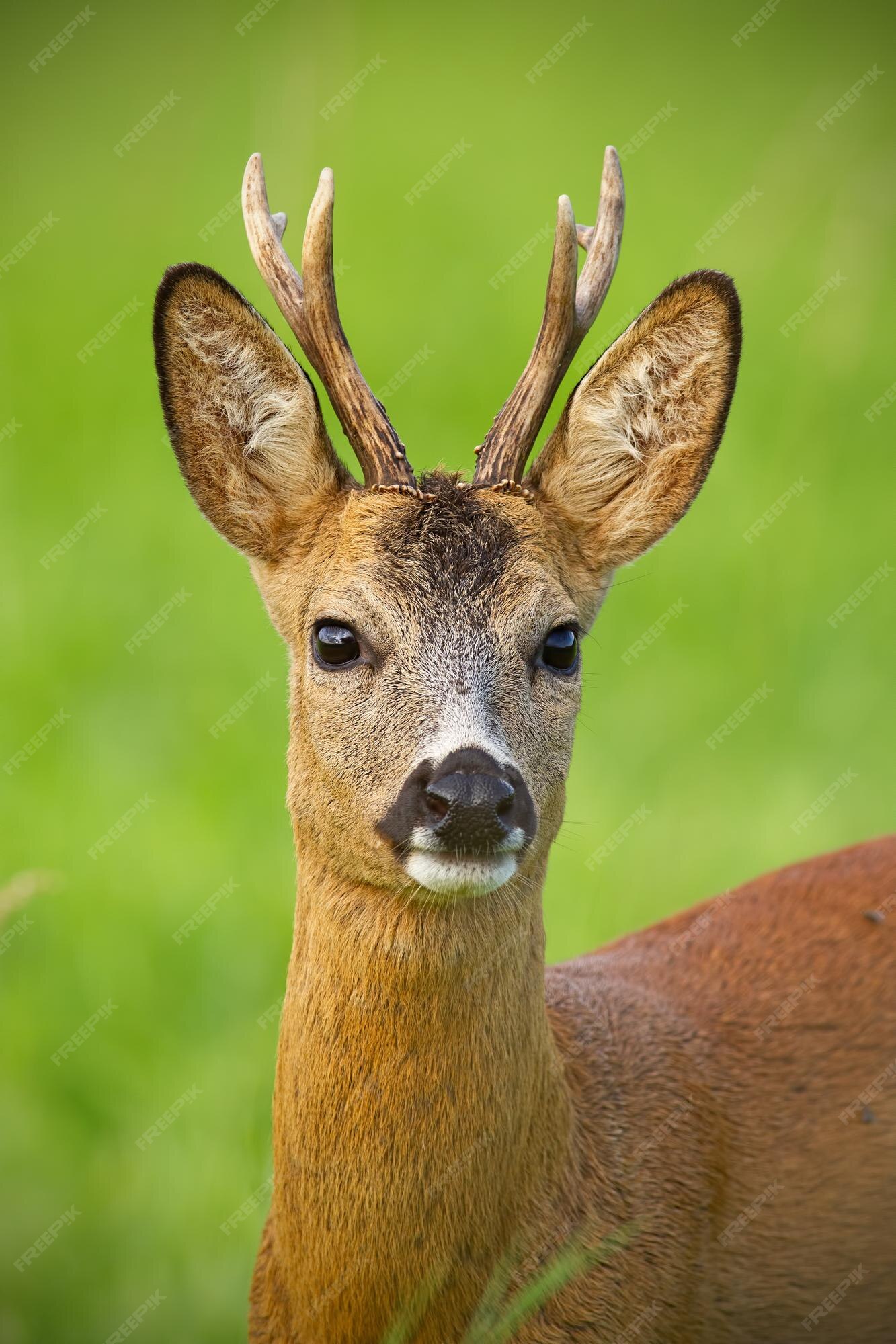 jovem corça selvagem na grama, capreolus capreolus. veado recém-nascido,  natureza selvagem da primavera. 20450531 Foto de stock no Vecteezy