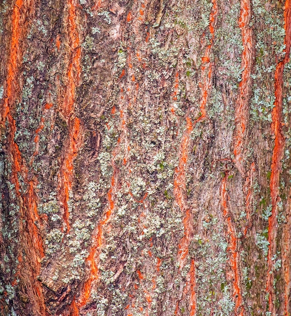 Detalhe da casca da árvore da chuva dourada Nome latino Koelreuteria paniculata