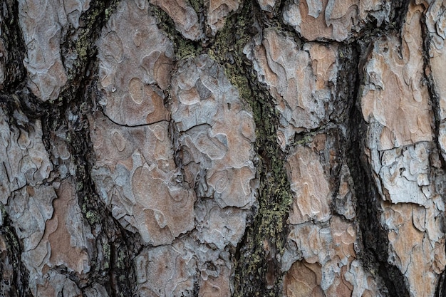 Detalhe da casca de árvore tronco de um pinus de pinheiro textura natural