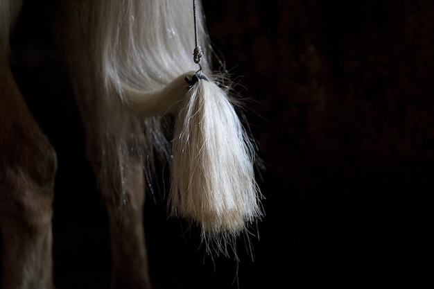 Detalhe da cauda branca do cavalo