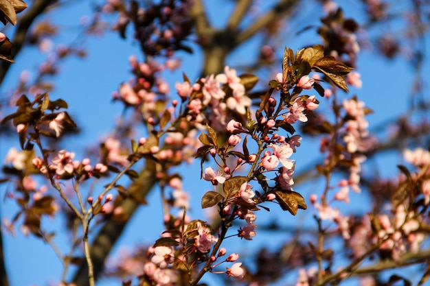 Detalhe da cerejeira japonesa florida rosa - Sakura