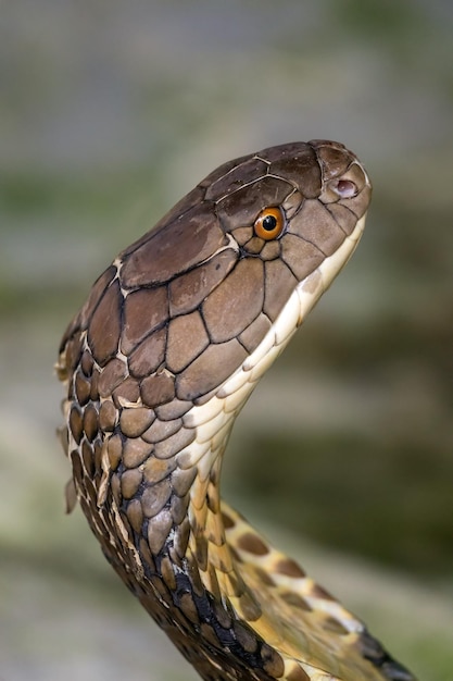 Detalhe da cobra Cobra