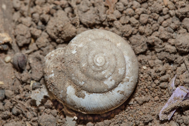 Detalhe da concha do caracol