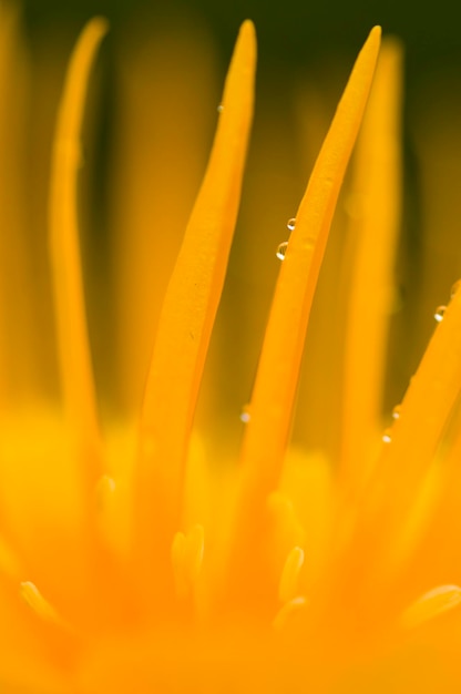 Detalhe da flor amarela