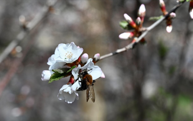 Detalhe da flor branca de cerejeira sakura no fundo do parque natural