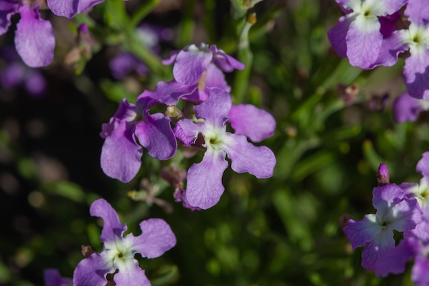 detalhe da flor canário entre os vulcões de Fuerteventura,