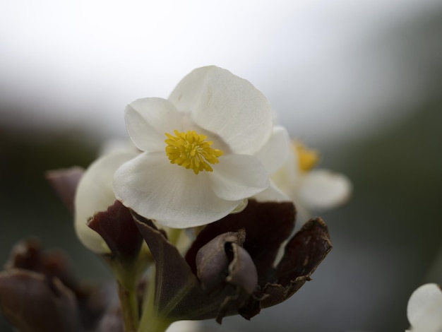 Detalhe da flor da begônia de perto