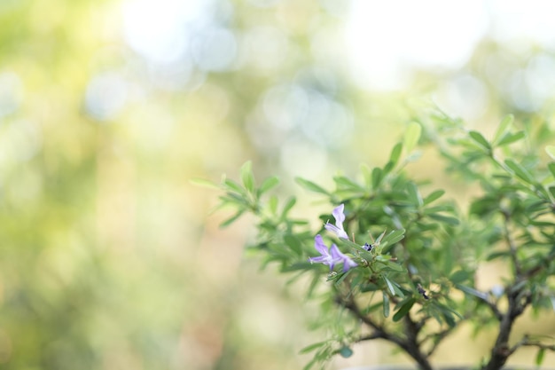 Detalhe da flor de Antidesma acidum Linh sam