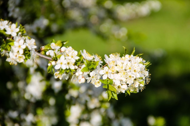 Detalhe da flor de cerejeira