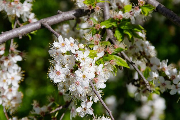 Detalhe da flor de cerejeira