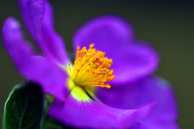 Detalhe da flor de cistus cistus albidus