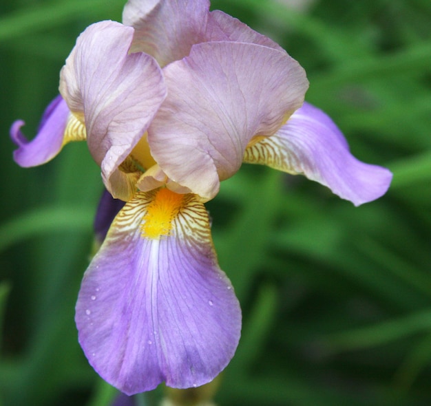 Detalhe da flor de íris