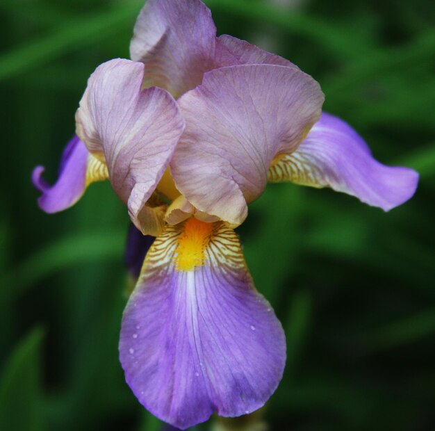 Detalhe da flor de íris