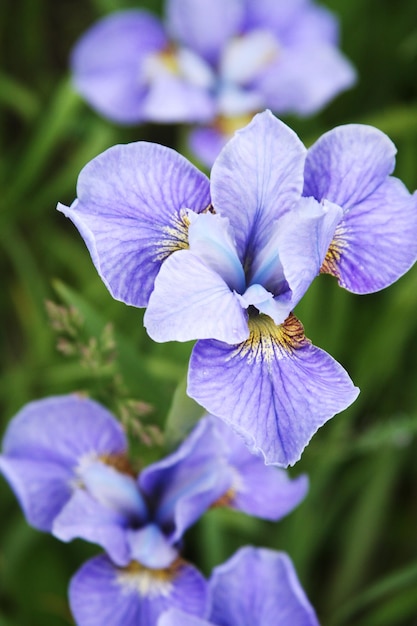 Detalhe da flor de íris