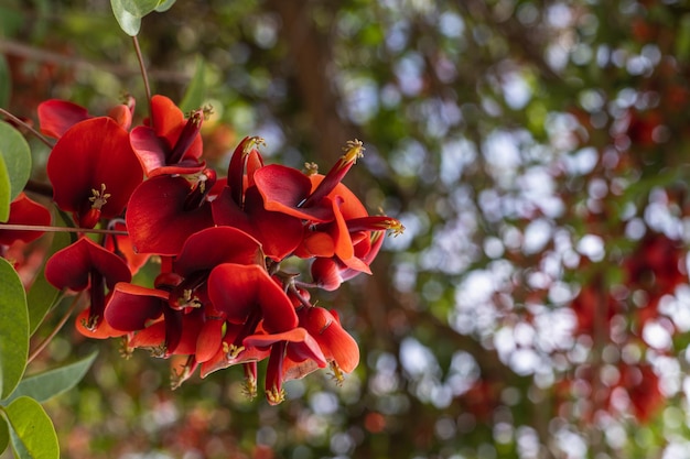 Detalhe da flor nacional for de ceibo argentina