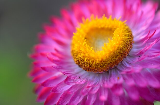 detalhe da flor rosa