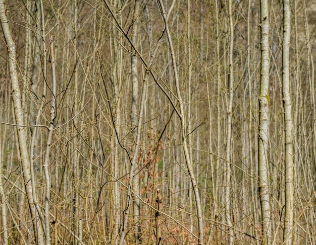 Detalhe da floresta natural