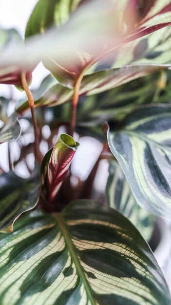 Foto detalhe da folha de maranta leuconeura