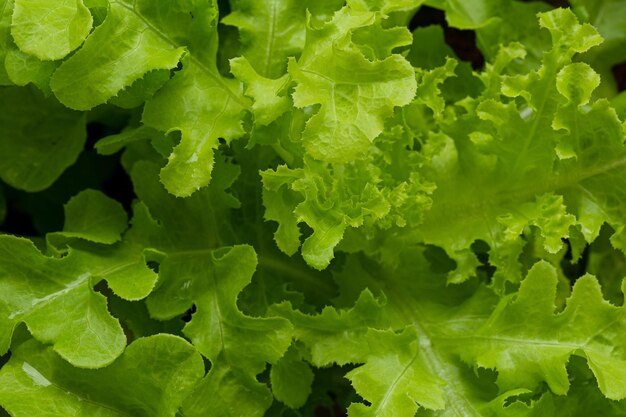 Detalhe da folha de salada verde Fotografia macro de vegetais verdes frescosSalada perfeitaRepolho jovem