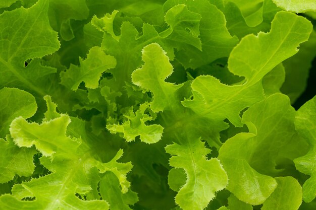 Detalhe da folha de salada verde Macrofotografia de vegetais verdes frescosSalada perfeitaRepolho jovem