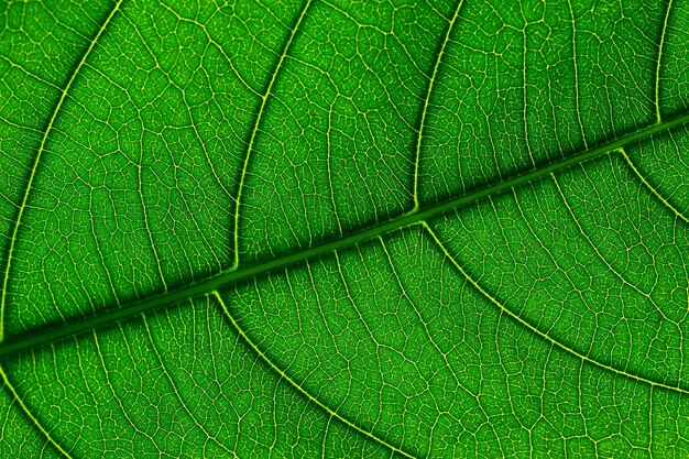 Detalhe da folha, fundo de textura abstrata