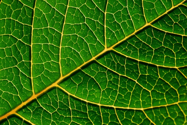 Detalhe da folha verde - belas veias