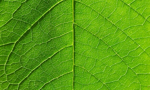 Detalhe da folha verde na luz