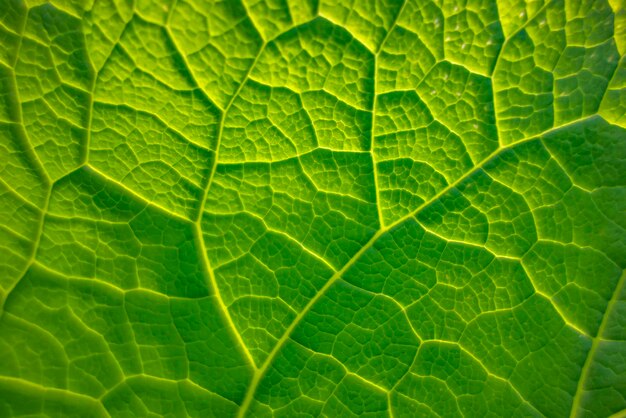 Foto detalhe da folha verde