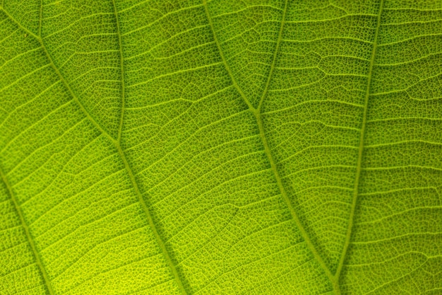 Detalhe da folha verde