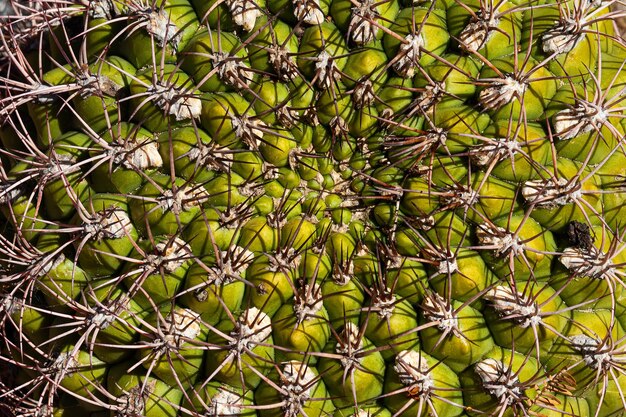 Foto detalhe da formação geométrica de um cacto rastejante com abundantes espinhos
