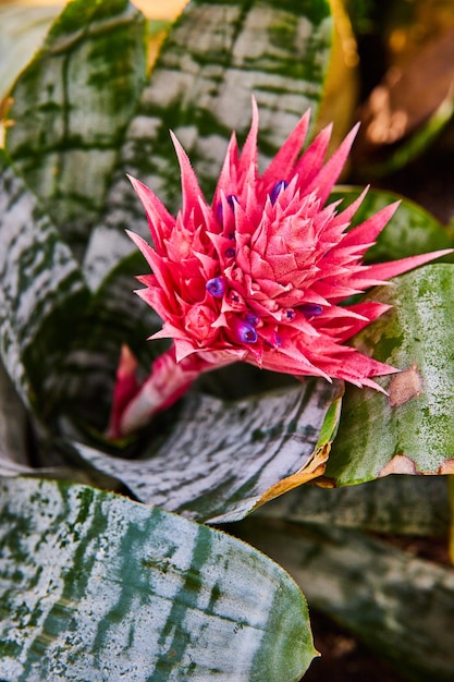 Detalhe da grande flor rosa e roxa no jardim