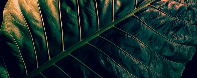 Detalhe da grande veia da folha de palmeira