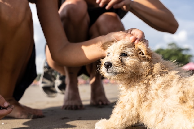 Detalhe da mão de duas meninas acariciando um cachorro na praia