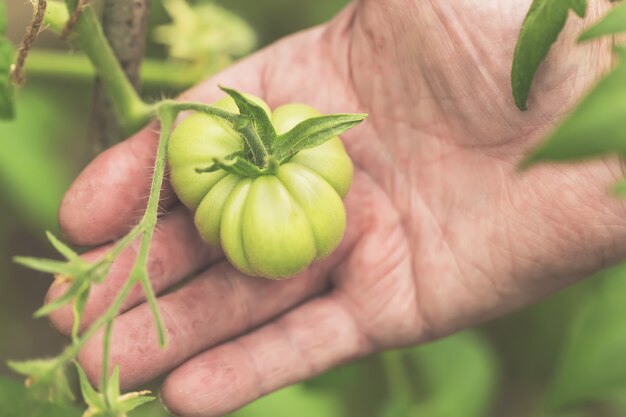 Detalhe da mão enrugada homem segurando o tomate verde na estufa da fazenda