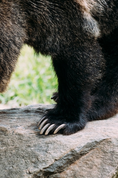 Foto detalhe da pata de urso de brown no jardim zoológico de bronx. nova york