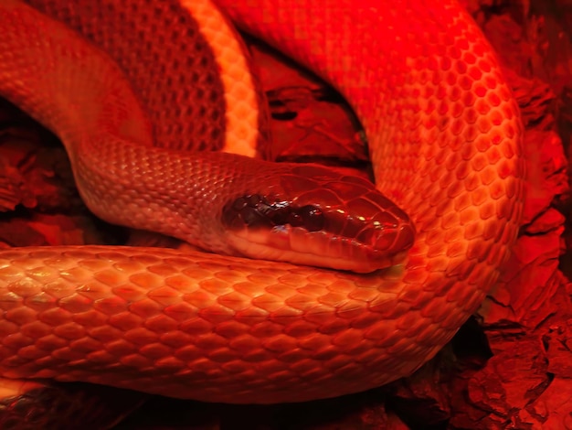 Detalhe da píton birmanesa molurus bivittatus